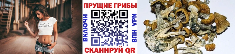 darknet как зайти  Богородск  Псилоцибиновые грибы Magic Shrooms 